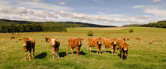 Cows on the meadow looking at the camera during sunny day in the countryside © Anselm
