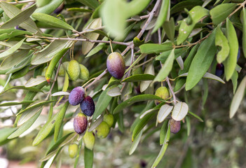 Olive tree branch with fresh olive fruit. High quality photo