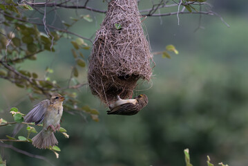 Two Baya weaver birds in action, one in mid flight with its wings spread and another one is clinging at the nest with well blurred lush green background with leaves.