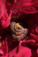 multi-colored shell in rose petals