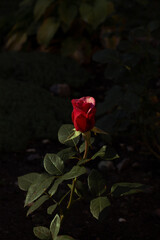 red rose in the garden