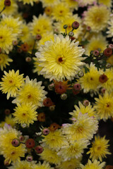 many yellow autumn chrysanthemum flowers