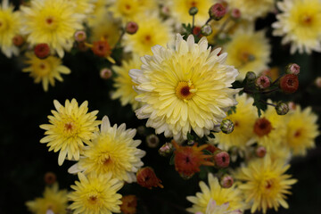 many yellow autumn chrysanthemum flowers