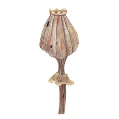 Poppy dried head. Colored pencils isolated illustration. For autumn party, retro vintage designs, diaries and planners decorated, stickers, greeting cards and banners and clip arts