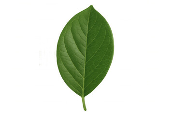 Obraz premium Green leaf showing veins and texture on a transparent background, symbolizing nature, growth, and ecology