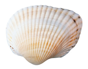 Elegant White Shell on a Clean Background