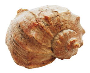 Detailed Close-Up of a Large Seashell