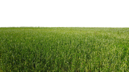 Obraz premium Lush Green Fields Under Clear Blue Sky