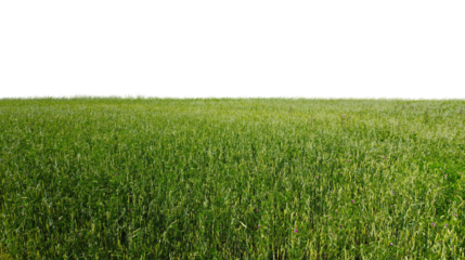 Lush Green Fields Under Clear Blue Sky