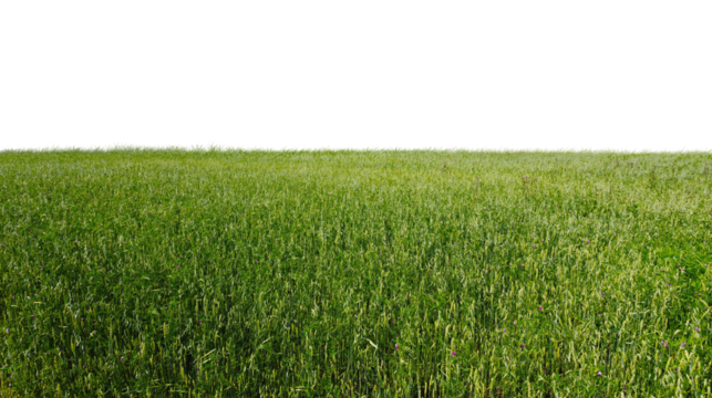 Lush Green Fields Under Clear Blue Sky
