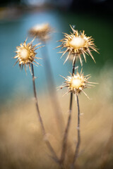 Obraz premium Thistles catch autumn light by the Guadalquivir River in Seville