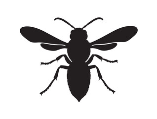 Hornet full top view in silhoette white background.