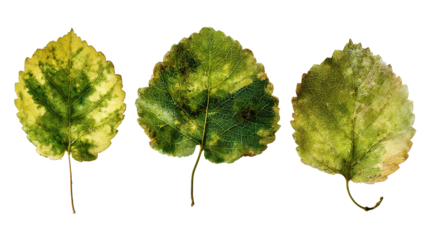 Botanical leaf trio birch beech and elm placed in a staggered pattern distressed ink effect with visible veins isolated on transparent background.
