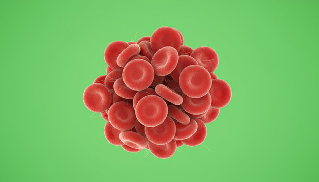 This image depicts a cluster of red blood cells, showcasing their essential role in human circulation and oxygen transport.