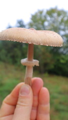 hand holding a mushroom