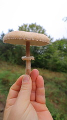 mushroom in hand