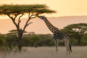 giraffe in the savannah