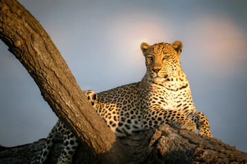 leopard in the tree
