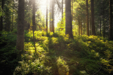 Märchenhafter grüner Wald am Morgen mit Sonne