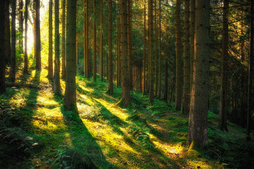 Grüner Nadelwald mit Sonnenschein