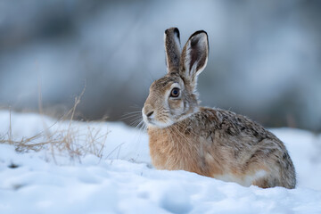 Fototapeta premium rabbit in the snow