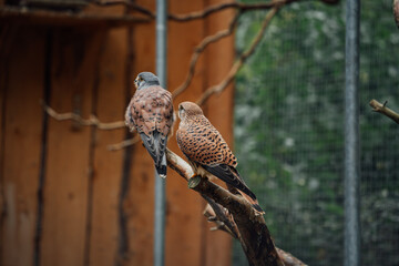 Falken im Wildpark Wernigerode