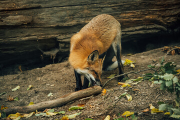 Rotfuchs sucht nach fressen
