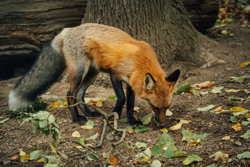 Rotfuchs auf Futtersuche im herbstlichen Wald