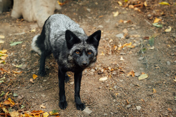 Schwarzer Fuchs schauten einen direkt ins Gesicht