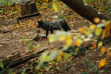 Schwarzer Fuchs im Wildpark Wernigerode