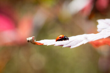 Ladybug on a Leaf in Pink Tones &ndash; Macro