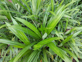 Obraz premium Fresh Green Pandan Leaves in the Garden