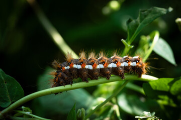 Caterpillar on a Stem in Macro