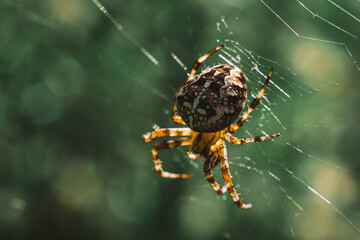 Spider on Web in Macro