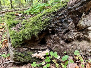 Obraz premium mushrooms grow on a tree trunk covered with moss 