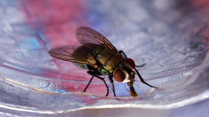 Close-up macro shot of a common housefly with iridescent green body and red eyes drinking liquid from a colorful surface