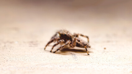 Close-up of a Jumping Spider on a Wooden Surface, Showing Detailed Features of the Arachnid
