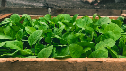 Fresh Organic Eggplant Seeds Grow on Wooden Boards