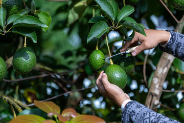 Close up of farmer hand is checking the avocado fruit for ripen and disease blemish during harvest season for tropical fruit farm and plantation concept