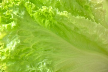 close up of fresh green lettuce vegetable salad with drop of water arranging on plate