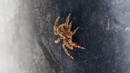 Small Spider on Dark Surface Close-up View of Arachnid