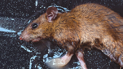 Close-up side view of a brown rat trapped in rat glue with its mouth slightly open
