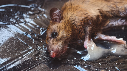 Caught in the Sticky Trap A Close-Up of a Mouse