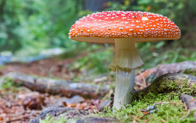 Colorful fly agaric toadstool in the forest of the Sumava mountains, Czechia