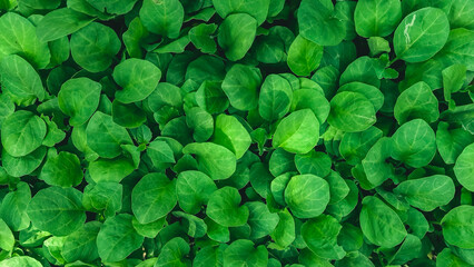 Vibrant Green Foliage A Close-Up View of Lush, Overlapping Leaves, Perfect for Backgrounds