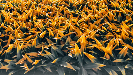 Lush exotic yellow plastic flowers with striking dark green leaves create a dramatic natural abstract backdrop
