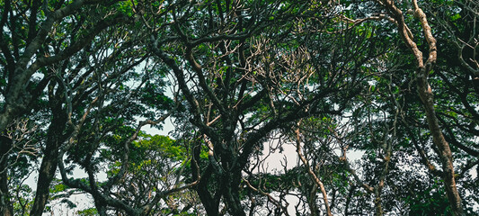 Canopy Crown Interlocking Pattern Sun-Dappled Forest Ceiling