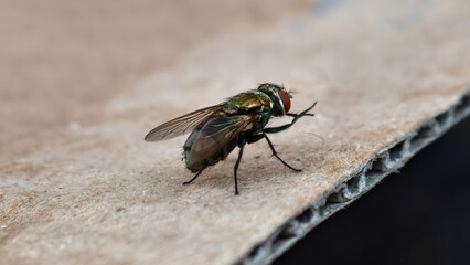 A detailed macro photograph revealing the striking iridescent green and metallic hues of a common blowfly