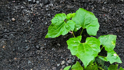 A resilient green plant pushing through dark fertile ground, symbolizing hope, growth, and the power of nature's vitality