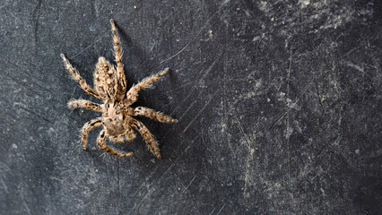Isolated spider arachnid showcasing eight legs on a weathered surface backdrop arachnophobia